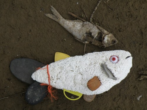 Yellow-fin Carp with skipjack, June 2013