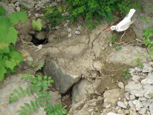 Indian Rail at the Falls of the Ohio, June 2013