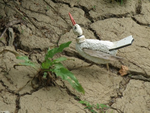 Indiana Rail, Falls of the Ohio, June 2013