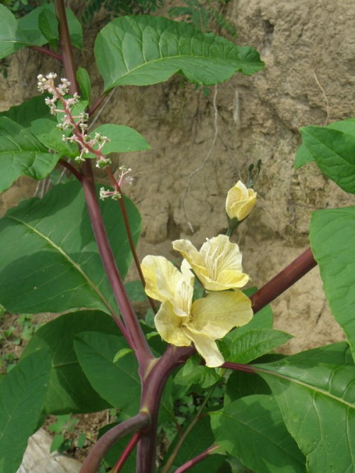 Yellow-flowering Pokeweed, Falls of the Ohio, 2013