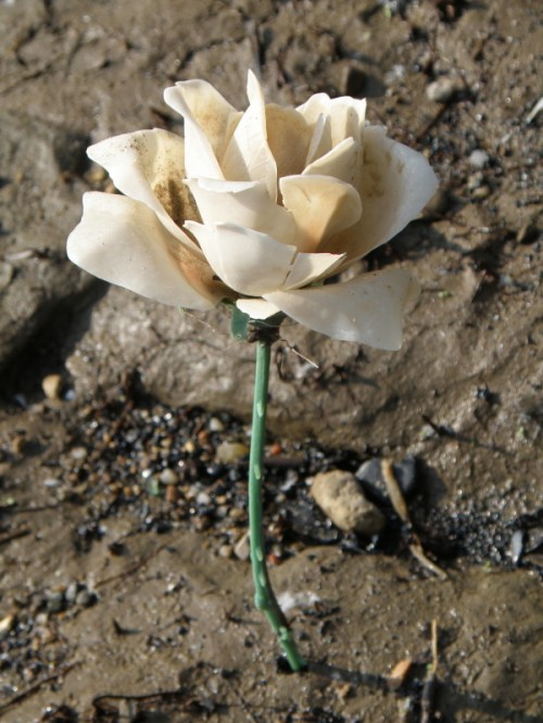 Chemical Rose on thorny stem, Falls of the Ohio, 2013