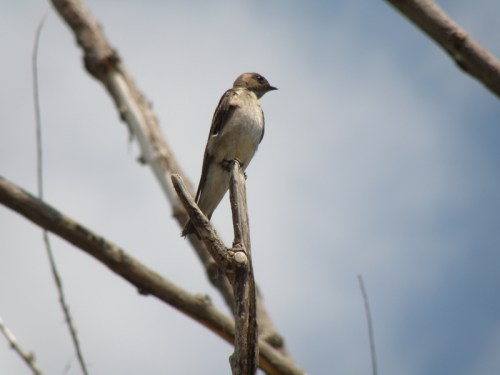 Northern Rough-winged Swallow, Falls of the Ohio, 2013