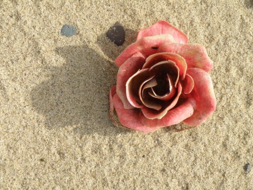 Red Chemical Rose of the sand variety, 2013