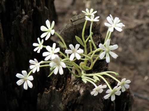 Little White Polymer Phlox, Falls of the Ohio, 2013