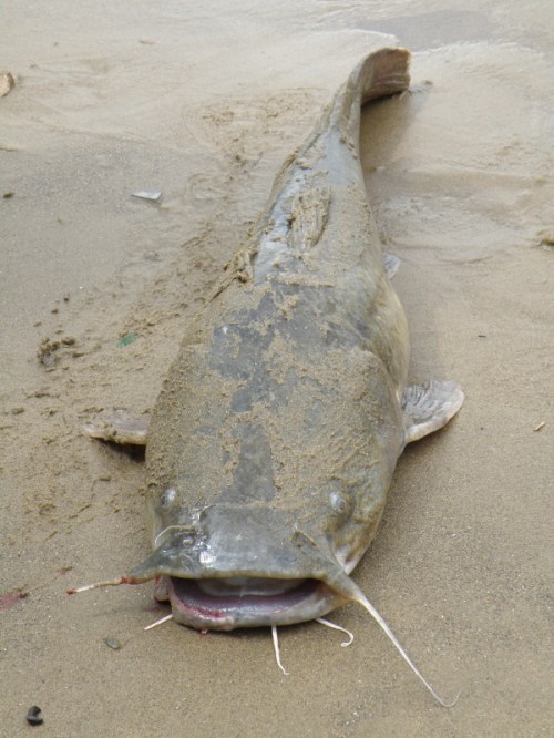 Flathead catfish, Falls of the Ohio, July 2013