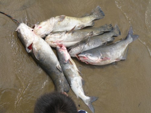 catfish stringer, Falls of the Ohio, July 2013