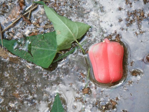 small, red plastic, bell pepper, July 2013