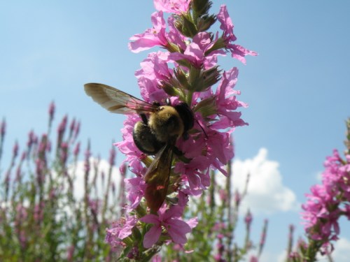 Bumble Bee on loosestrife flowers, Aug. 2013