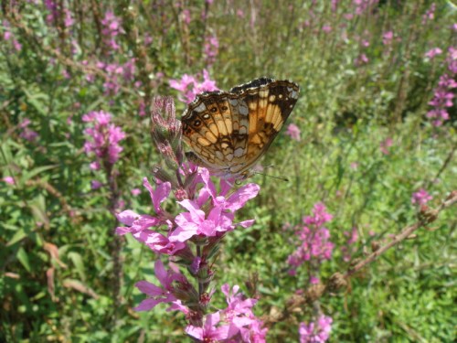 Eastern Checkerspot, Aug. 2013, Falls of the Ohio