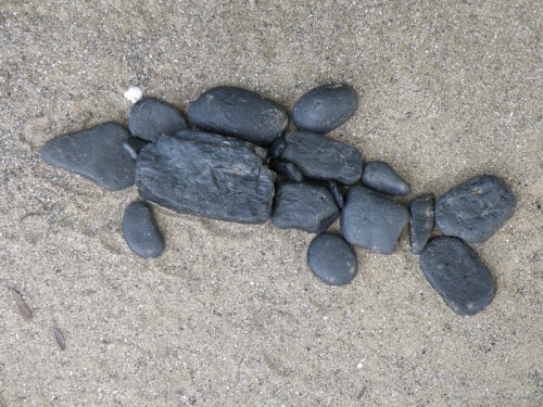 coal fish, July 2013