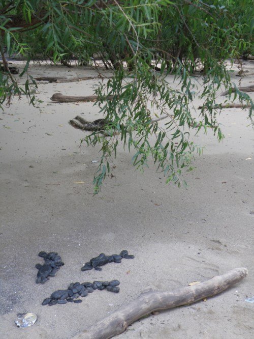 coal fish in context at the Falls of the Ohio, July 2013