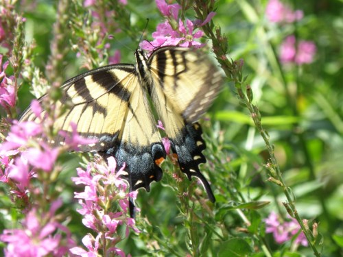 Tiger Swallowtail on purple loosestrife, Falls of the Ohio, Aug. 2013