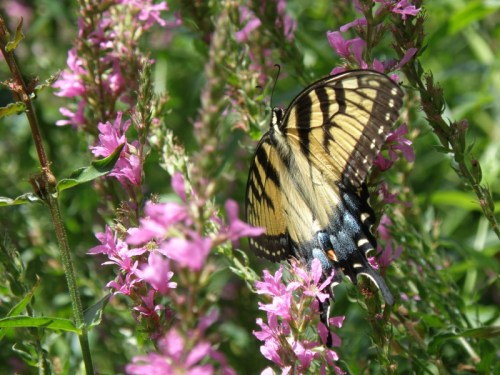 Tiger Swallowtail on Purple Loosestrife, Falls of the Ohio, Aug. 2013