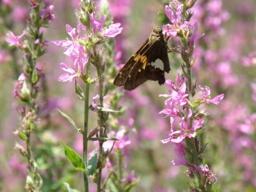 Silver-spotted Skipper on Purple Loosestrife, Falls of the Ohio, Aug. 2013
