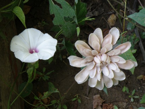Wild Potato-Vine blossom with Saprophytic Zinnia, Falls of the Ohio, Aug. 2013
