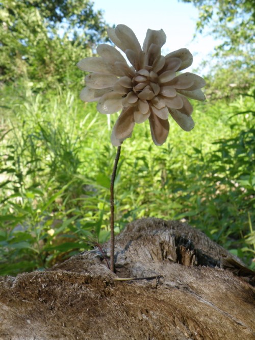 The Saprophytic Zinnia, Falls of the Ohio, Aug. 2013