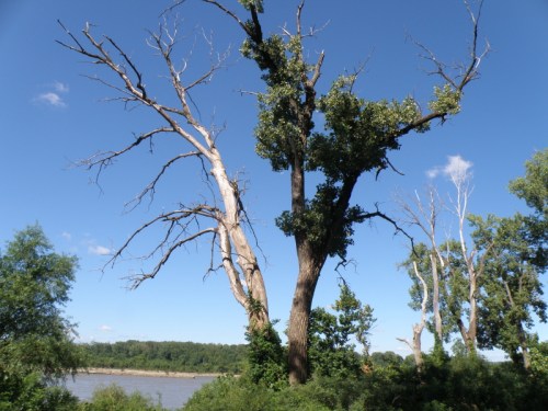 Tree in the western section of the Falls of the Ohio State Park, Aug. 2013