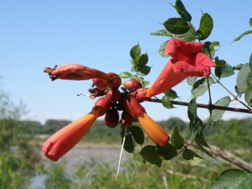 Trumpet Creeper, Falls of the Ohio, Aug. 2013