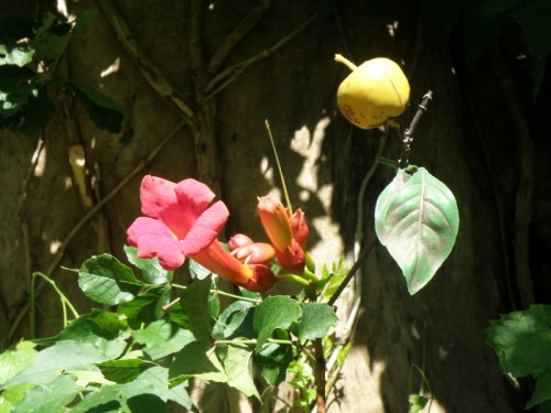 Unknown fruit on Trumpet Creeper, Aug. 2013