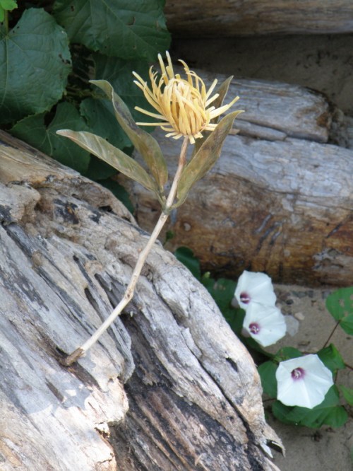 Goldstein's False Mum and Wild Potato-Vine flowers, Falls of the Ohio, Aug. 2013