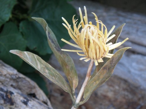Close up of Goldstein's False Mum, Aug. 2013