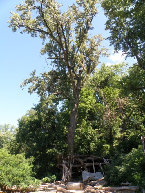 Cottonwood tree fort, Falls of the Ohio, Aug. 2013