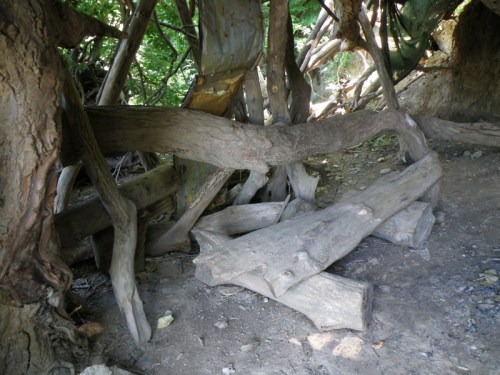 under the cottonwood tree, Aug. 2013