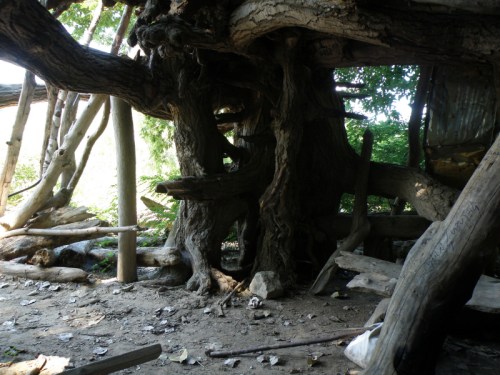 space under the cottonwood tree, Aug. 2013