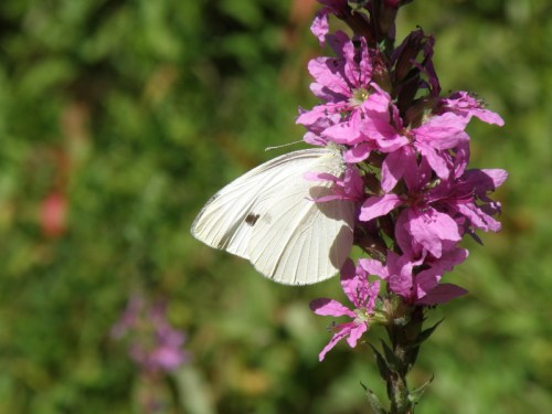 Cabbage Butterfly, Aug. 2013