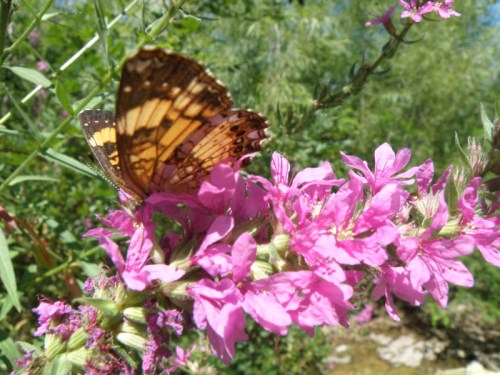Eastern Checkerspot feeding, Aug. 2013