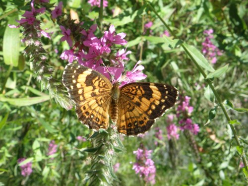 Eastern Checkerspot