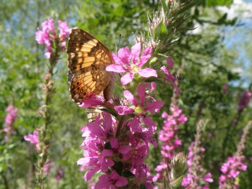 Eastern Checkerspot, Falls of the Ohio, Aug. 2013