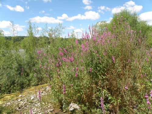 Purple Loosestrife at the Falls of the Ohio, Aug. 2013