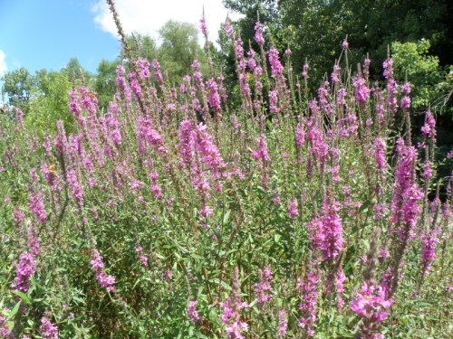 Purple Loosestrife flowers in bloom, Falls of the Ohio, Aug. 2013