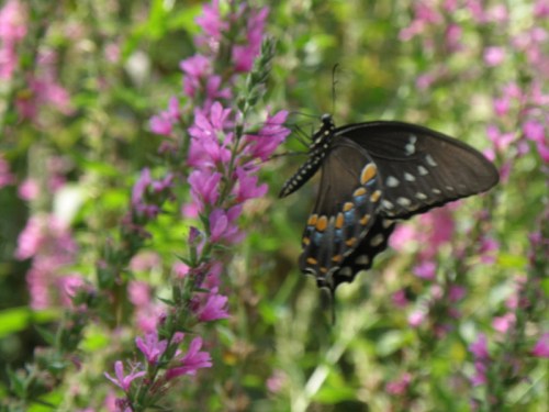 Spicebush Swallowtail on Purple Loosestrife, Aug. 2013