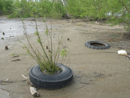 willow tree growing through a tire