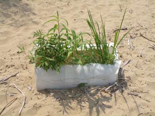plant life growing in a shattered plastic drum, Falls of the Ohio, Sept. 2013