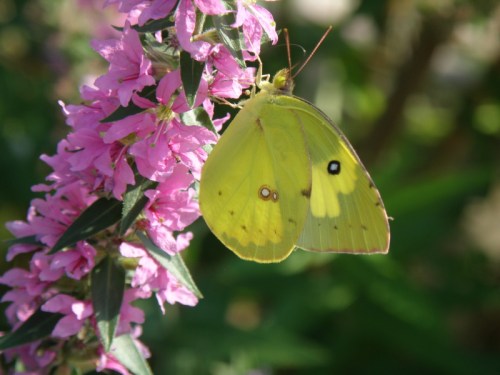 Dog Face Butterfly on Purple Loosestrife, Falls of the Ohio, late Aug. 2013