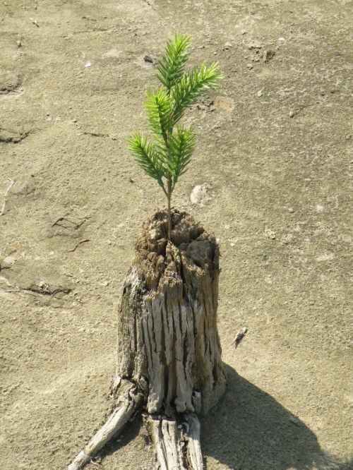 plastic pine growing out of a stump, Sept. 2013