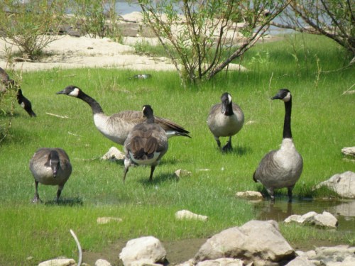 Canada Geese feeding on grass, Falls of the Ohio, Sept. 2013