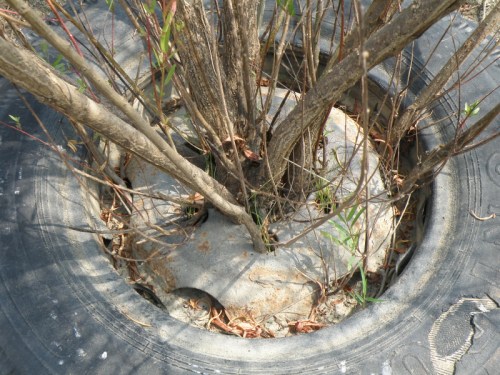 willow growing through holes in a metal wheel, Sept. 2013