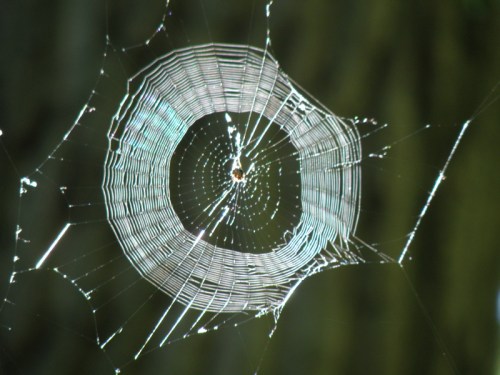 spider's web in the morning light, Falls of the Ohio, Aug. 2013