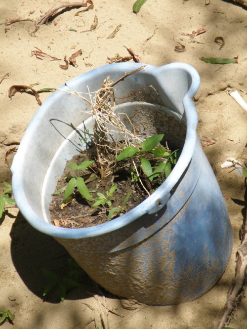 plants growing in a found bucket, Falls of the Ohio, Sept. 2013