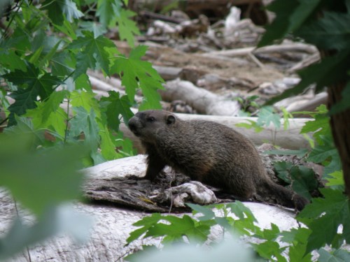 Woodchuck or groundhog at the Falls of the Ohio, Aug. 2013