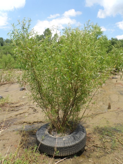 willow/tire tree, June 2013