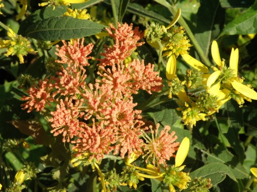 Orangey-tickseed, Sept. 2013