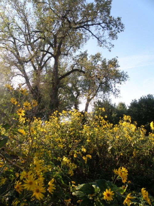 Landscape at the Falls of the Ohio, Sept. 2013