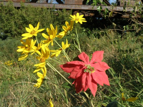The Surprising Poinsettia, Falls of the Ohio, Sept. 2013
