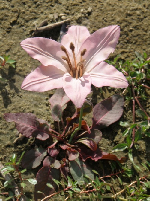 Pink Sand Lily, Falls of the Ohio, Sept. 2013