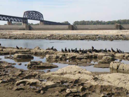 Fossil beds and Black Vultures at the Falls of the Ohio, Sept. 2013